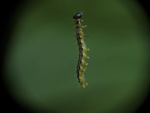 Cydalima perspectalis